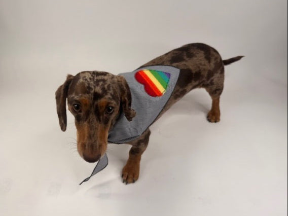 Perfectly Pride Dog Gift Box